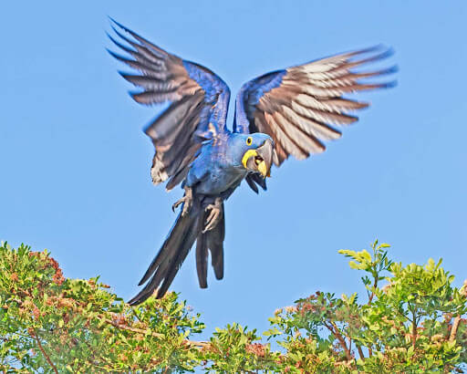 2d guacamayo